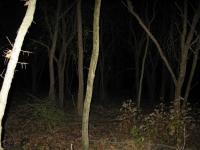 Chicago Ghost Hunters Group investigates Robinson Woods (155).JPG